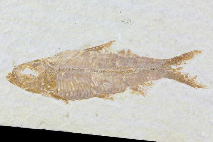 Knightia Fossil Fish - Wyoming #81466